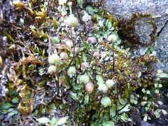 Mannia gracilis