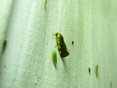 Acontia thapsina