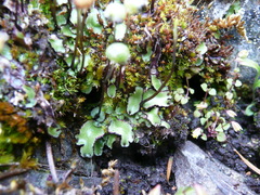 Mannia gracilis