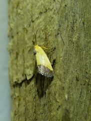 Acontia thapsina