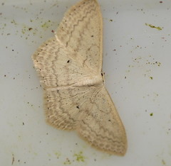 Scopula perlata