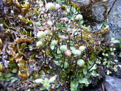 Mannia gracilis