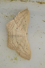Scopula perlata