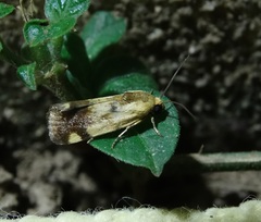 Acontia thapsina