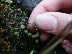 Mannia gracilis