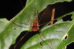 Epedanidae