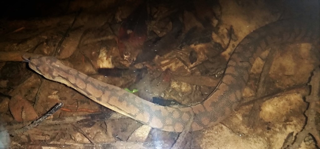 Arafura File Snake from Mapoon QLD 4874, Australia on September 17 ...