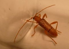 Xuthodes punctipennis