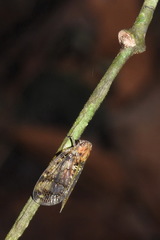 Nogodinidae