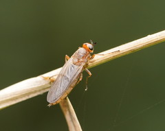 Chiromyzinae