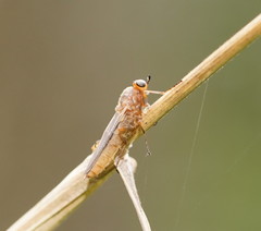 Chiromyzinae