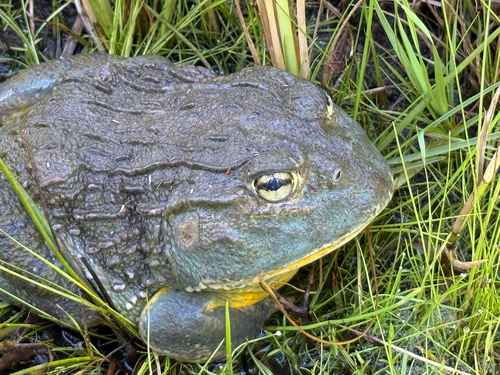 Giant African Bullfrog