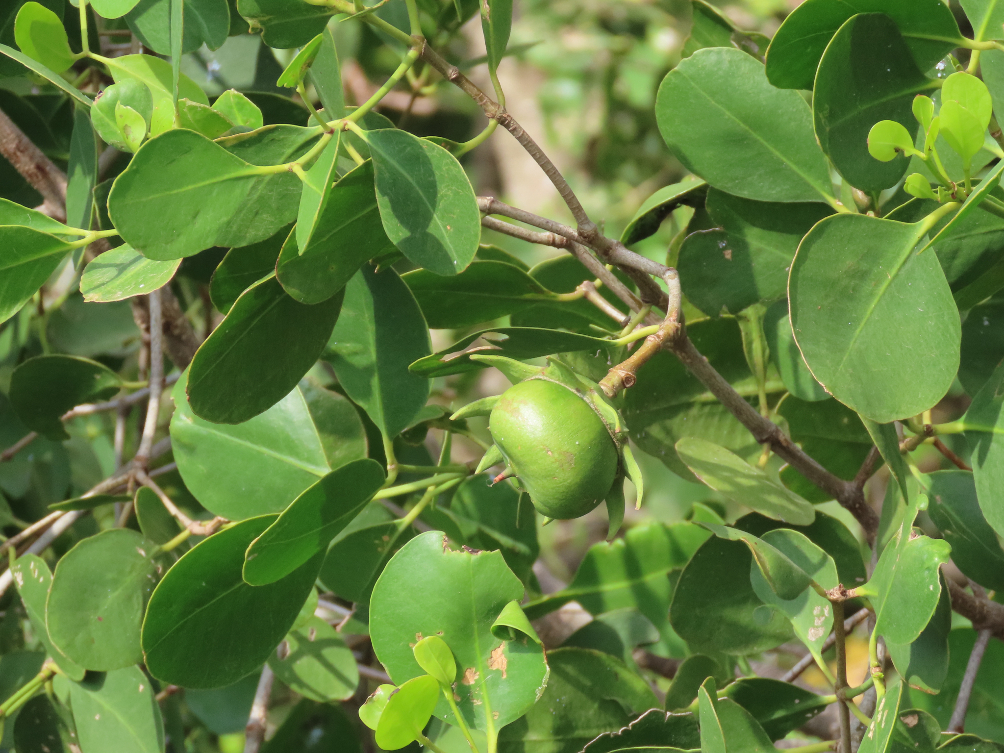 Sonneratia Alba (Sonneratia alba)