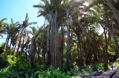 Raphia australis