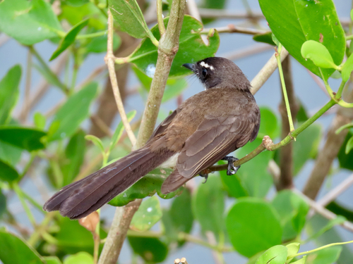 Philippine Pied Fantail (Rhipidura nigritorquis), photo 3
