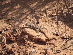 Sceloporus graciosus graciosus