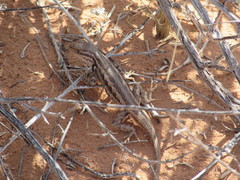 Sceloporus graciosus graciosus