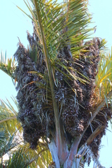 Raphia australis