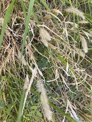 Setaria viridis