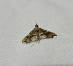 Palaeodes samealis