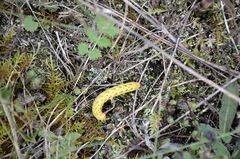 Lacanobia contigua