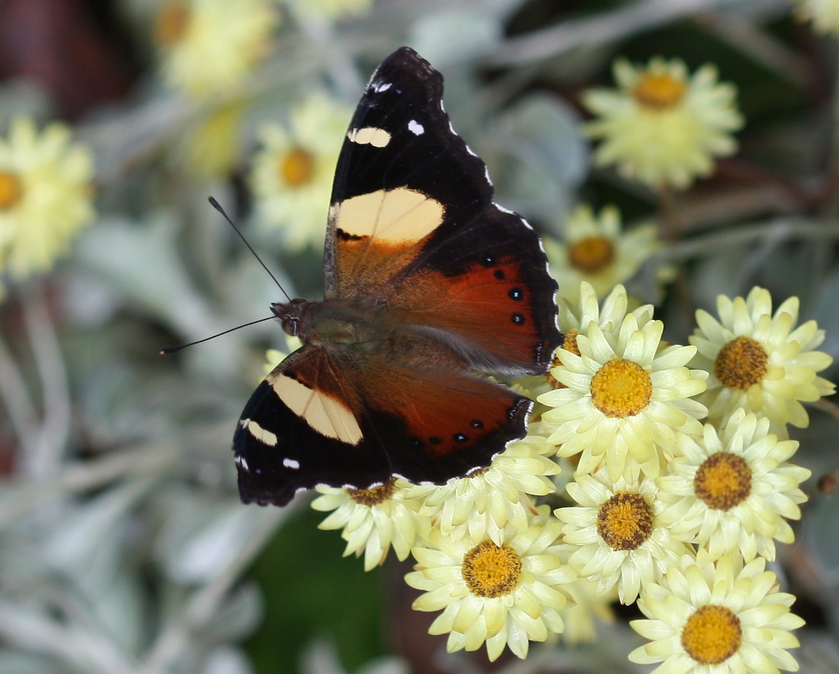 Yellow Admiral (Vanessa itea) · iNaturalist