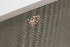 Paracymoriza vagalis