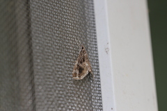 Paracymoriza vagalis