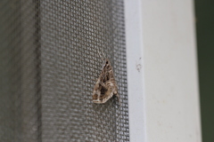 Paracymoriza vagalis