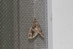 Paracymoriza vagalis