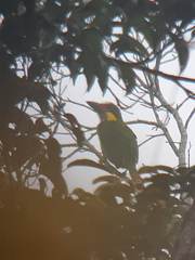 Psilopogon chrysopogon