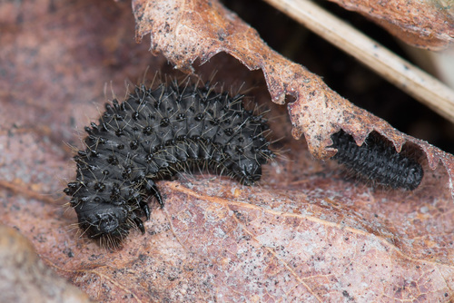 black-punctured leaf beetle, photo 5 of 10
