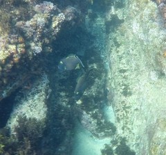 Eubalichthys bucephalus