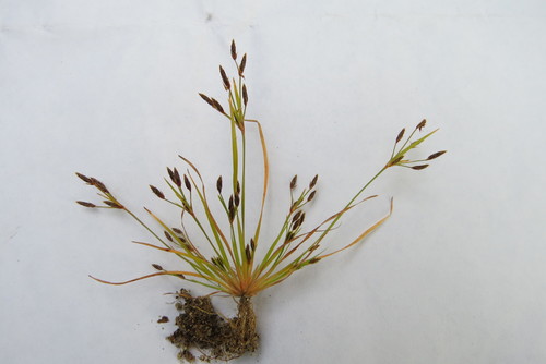 Fimbristylis autumnalis iNat (1)