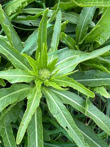 Armoracia rusticana, photograph 4