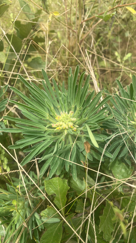 Crotalaria cephalotes