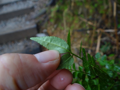 Image of Zanthoxylum schinifolium by (c) 呂一起(Lu i-chi), some rights reserved (CC BY)