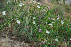 Capparis spinosa herbacea