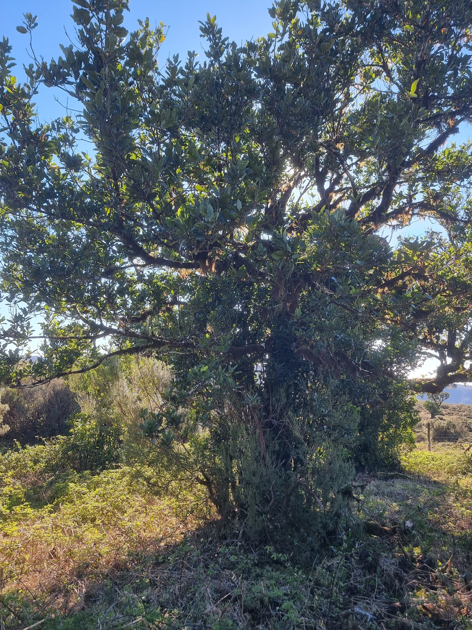 Laurus Novocanariensis (Laurus novocanariensis)