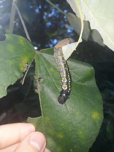 Psychocampa hamata