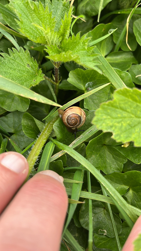 Arianta arbustorum