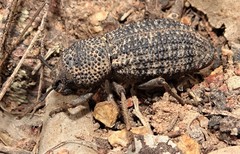 Amycterus
