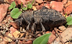 Amycterus
