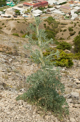 Seseli gummiferum