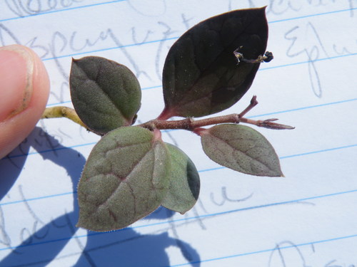 Ceropegia rendallii