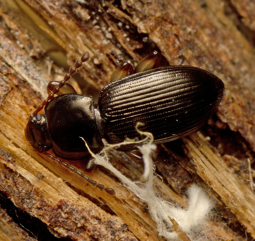 Licinoma