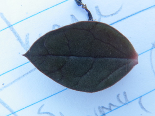 Ceropegia rendallii