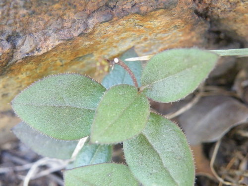 Ceropegia rendallii