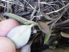 Ceropegia rendallii