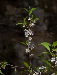Prunus rivularis